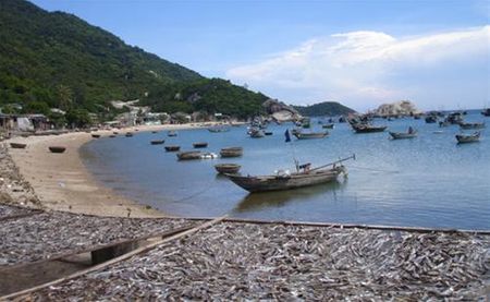 Người dân phơi cá cơm gần biển để cá được thơm và ngon hơn. Thuyền đánh cá ở Cù lao Chàm đều trang bị công suất nhỏ để tránh khai thác, tận diệt sinh vật biển