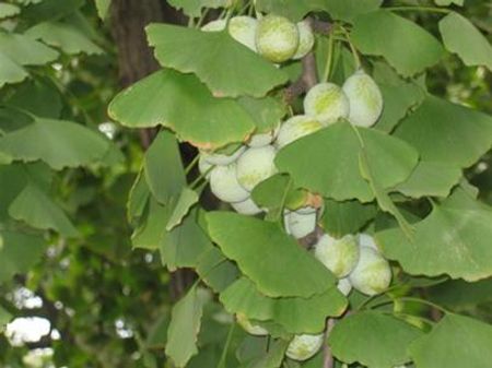 Cây ngân hạnh- một hình ảnh quen thuộc trong những ngôi chùa ở Tô Châu