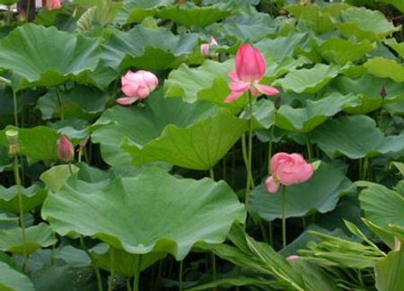 Chọn lá sen bánh tẻ (không già, không non) phơi trong râm (phơi âm can) tước bỏ cuộng gân thái nhỏ hoặc xay thành bột mịn để dùng dần