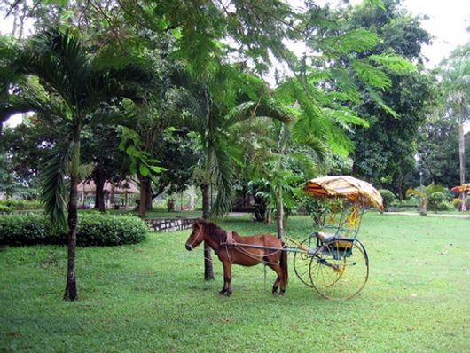 Quang Cảnh Thiên Nhiên Rừng Madagui