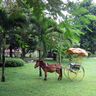 Quang Cảnh Thiên Nhiên Rừng Madagui