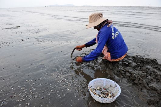 Cào nghêu tại biển Cần Giờ