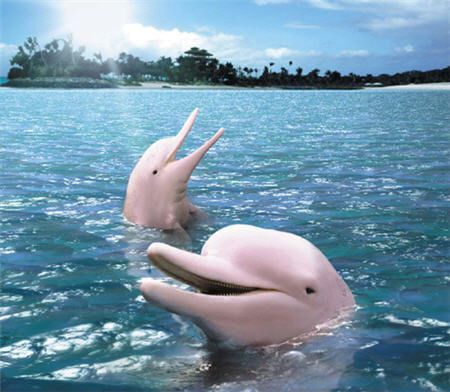 Cá heo hồng Sentosa.