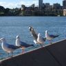 Sydney