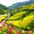 Ruộng bậc thang Sa Pa nằm trong “top 7” kỳ vĩ nhất thế giới