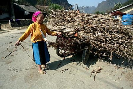 Chở củi về nào