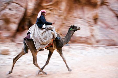 Một người đàn ông đang điều khiển con lạc đà phi nước đại tiến thẳng đến Petra.
