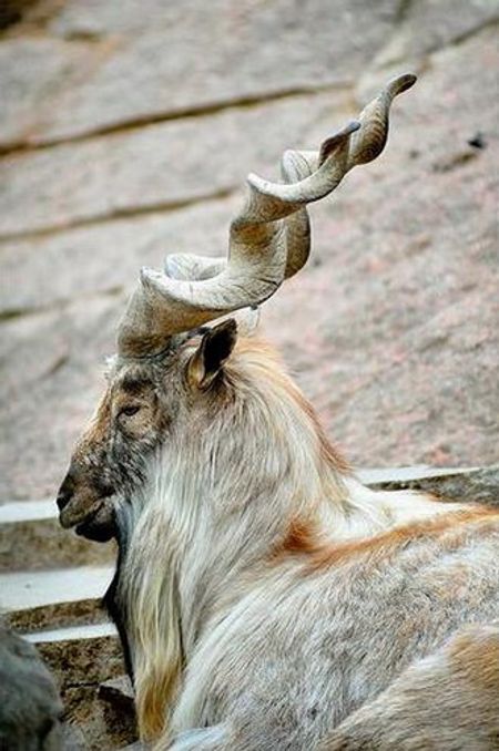 Và loài linh dương sừng xoắn chỉ có tại Pakistan