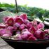 Quà tặng của đất trời
