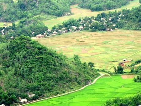Bên cạnh những mạ lúa non, là những thửa ruộng cấy muộn của đồng bào dân tộc Thái