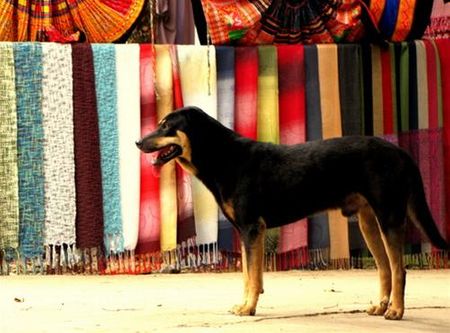 Cảnh và vật đều đẹp