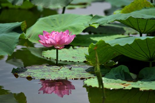 Ấm áp sen Hà Nội