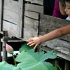 Bé vươn tay hái một bông sen