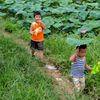 Dạo chơi với lá sen trên đầu.