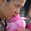 Mơ màng cùng sen