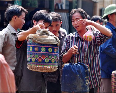 Chọn mua những con chim họa my ưng ý