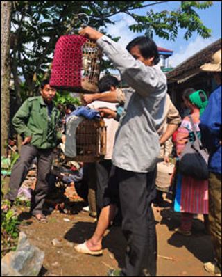 "Nếu lười chăm sóc, đừng nuôi chim họa my mà tốn tiền"