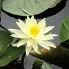 Lễ hội hoa sen tại Trung Quốc.