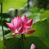 Lễ hội hoa sen tại Trung Quốc.