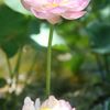 Lễ hội hoa sen tại Trung Quốc.