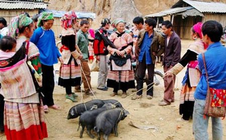 Khu vực bán lợn được bố trí riêng ở phía sau chợ.