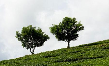 Đồi chè