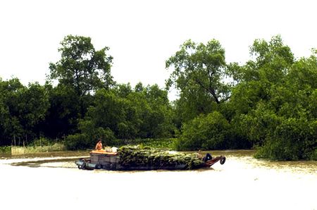 Thỉnh thoảng, một chiếc xuồng, ghe chở nặng dừa qua sông.