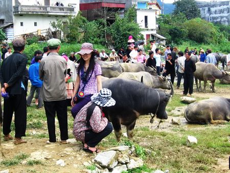 Khu chợ trâu.