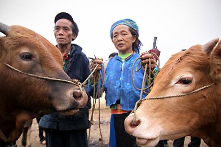 Vợ chồng ông Giàng A Páo ở xã Khâu Vai nổi tiếng với nghề vỗ béo bò. Họ mua những con bò gầy hoặc nhỏ về chăm sóc, sau một đến hai tháng thì bán lấy lãi. Đôi bò này được thương lái trả 25 triệu đồng nhưng ông bà vẫn chưa đồng ý bán.