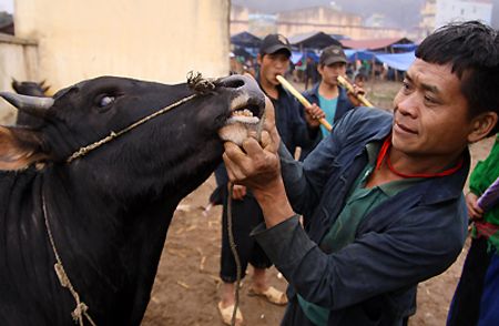 Những người mua bò về để sản xuất thì kiểm tra rất kỹ. Họ xem răng  rồi đoán tuổi để xem nó còn khỏe hay không.