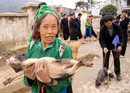 Khoảng 15h thì chợ tan, chị Giàng Thị Pá cũng kịp mua một chú lợn con về để nuôi.