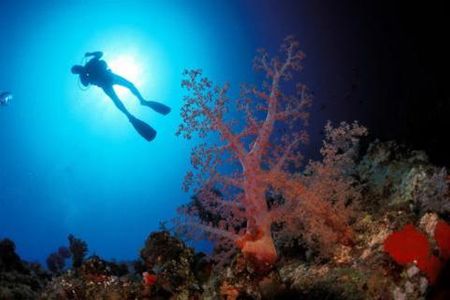 Lặn xuống đáy biển chiêm ngưỡng hệ động thực vật ở Đông Timor