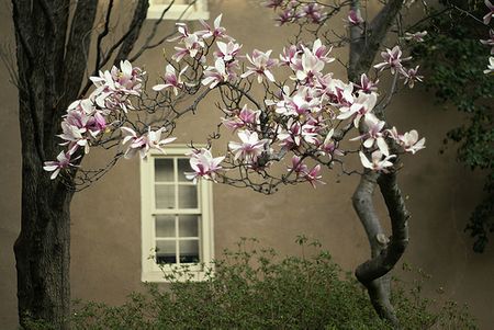 Biệt thự Magnolia