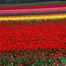 Hoa Tulip