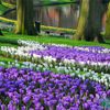 Hoa Tulip