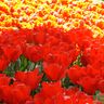 Hoa Tulip