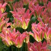 Hoa Tulip