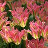 Hoa Tulip