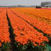 Hoa Tulip