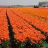 Hoa Tulip