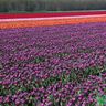 Hoa Tulip