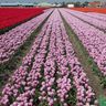 Hoa Tulip