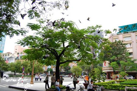 Chim hòa bình tung cánh - Đường Nguyễn Huệ