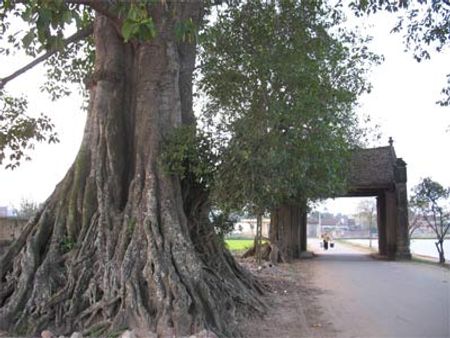 NHỮNG Ý TƯỞNG CHO CHUYẾN DÃ NGOẠI OFFLINE 1 NGÀY SẮP TỚI CỦA CÁC THÀNH VIÊN ! Images1329280_lang-duong-lam-cong-lon-dan-vao