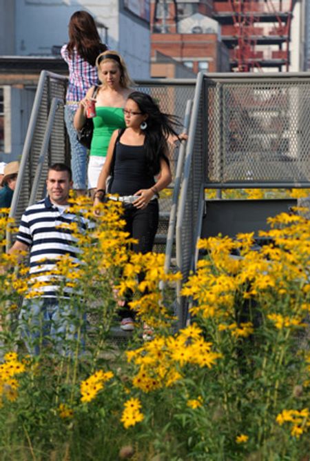 Hoa cỏ khoe sắc ở công viên High Line. Tại đây còn có vòi phun nước uống, bậc thang lên xuống, một thang máy và những tiện nghi khác.