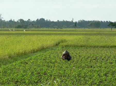 Đồng Tháp