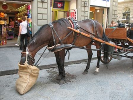 Chú ngựa ở Florence (Ý) tranh thủ nạp năng lượng trước khi chạy tour mới.