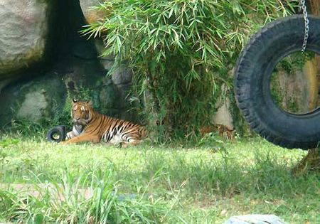 Chuồng của mỗi con hổ rộng khoảng 500 m2, được tạo dựng giống thiên nhiên hoang dã với cây cỏ và cả những món đồ chơi cho loài chúa sơn lâm như lốp xe treo lủng lẳng.