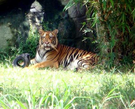Hổ Đông Dương, chung loài với con chúa sơn lâm tấn công người. Con hổ "gây án" đang bị cách ly. Loài này có trọng lượng trưởng thành từ 150 đến 200 kg.