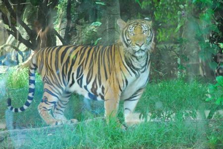 Một con hổ ở khu du lịch Đại Nam (ảnh chụp chiều 11-9) - Ảnh: Hoàng Thạch Vân